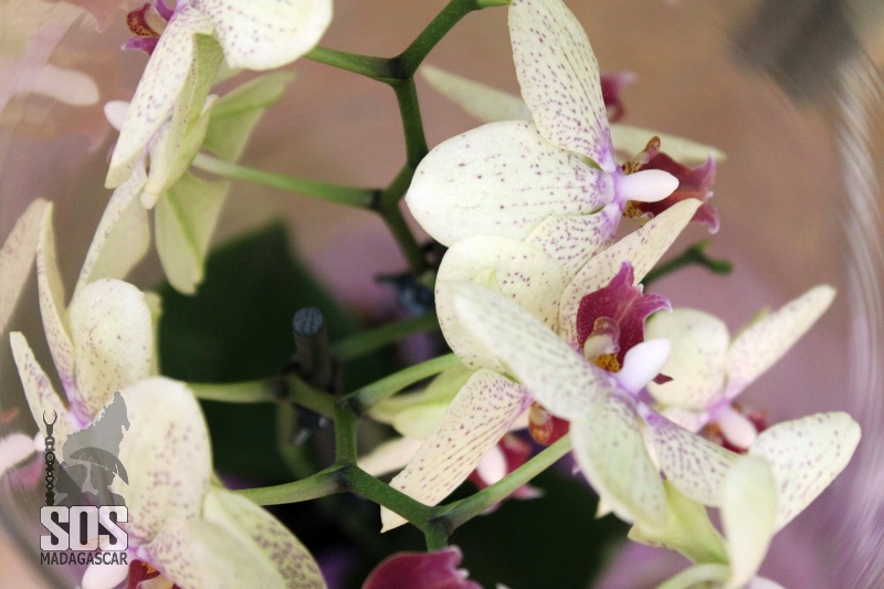La vanille est une orchidée.
SOS_Mcar_Expo_3934.jpg