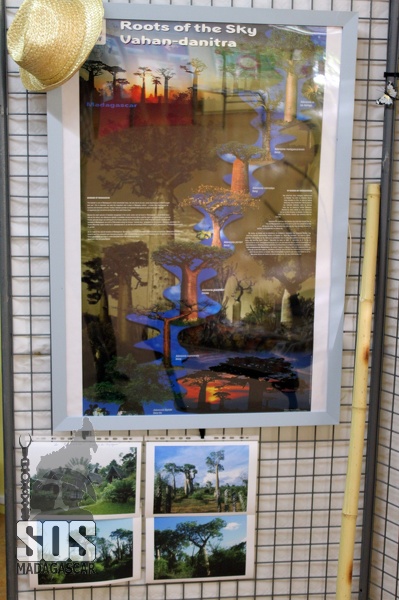 Il y a 8 variétés de Baobab au monde dont 6 sont endémiques à Madagascar. SOS_Mcar_Expo_3951.jpg