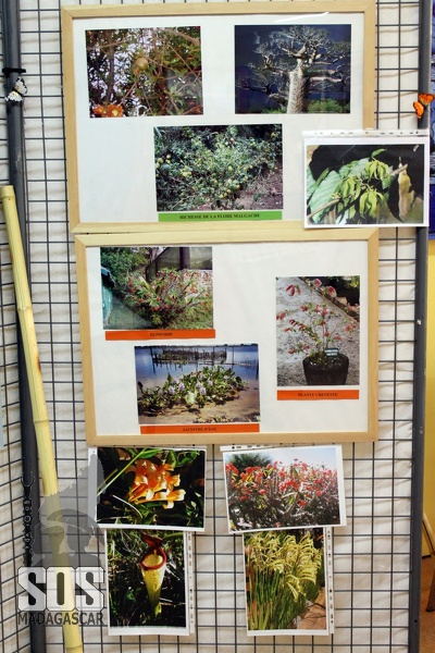 Ylang-ylang, plante crevettes (un bouquet), sabot de Vénus, ...
SOS_Mcar_Expo_3952.jpg