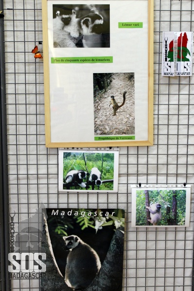 Lémur vari et propithèque de Verreaux (Sifaka) SOS_Mcar_Expo_3967.jpg