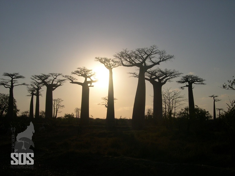 Forêt de Baobab pendant le couché de soleil sur la piste de Morondava (RN) COUCHERDESOLEIL1-PISTEDEMORONDAVA.jpg