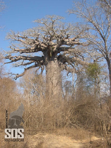 9 variétés de Baobab dans le monde dont 8 endémiques à Madagascar.
Un Grand classique sur la piste de Morondava. PISTEDEMORONDAVA.jpg