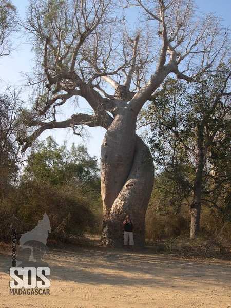 Une des plus célèbres images de Madagascar, comment ne pas "aimer"? PISTEDEMORONDAVA10BAOBABSAMOUREUX.jpg