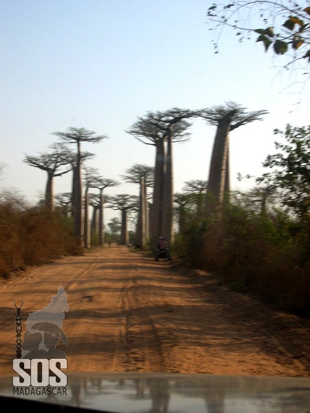 La route nationale, s'il vous plait. La piste? Oui, c'est une piste, on va éviter de creuser cette piste. PISTEDEMORONDAVA11.jpg
