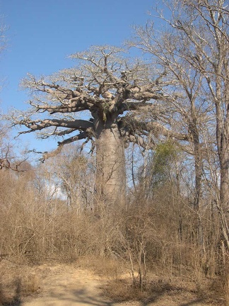 Baobab