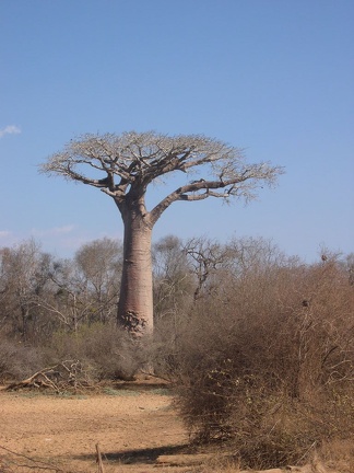 Baobab