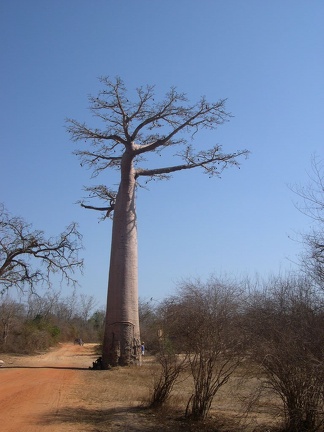 Baobab