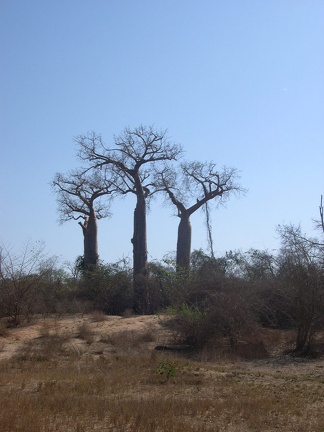 Baobabs