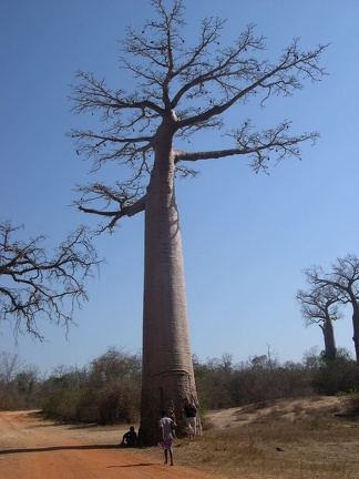 Baobab