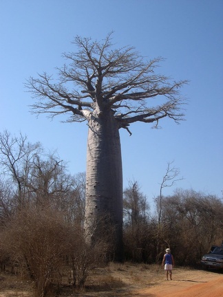 Baobab