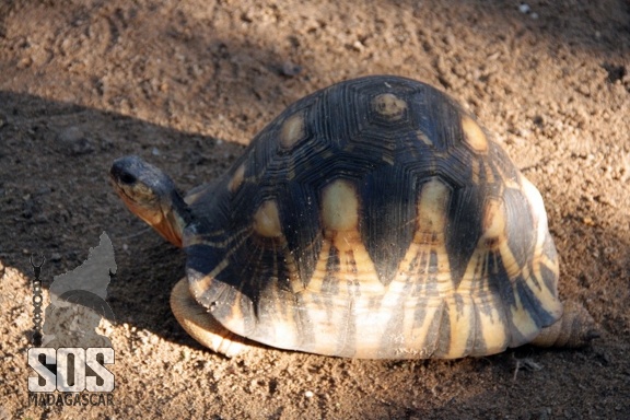 Tortue étoilée