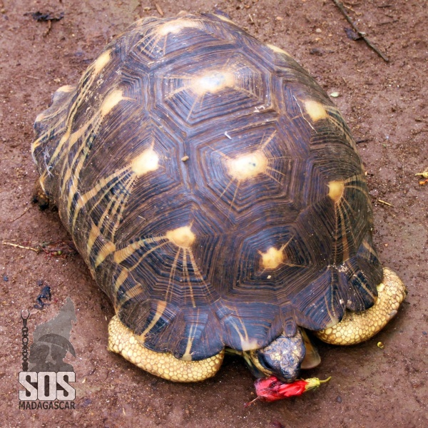 La star (tortue étoilée de Madagascar ou tortue rayonnée) des Chambres du Voyageur SOS_Madagascar_2014_11_4892.jpg