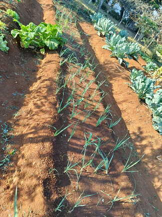 Plantations et élevage