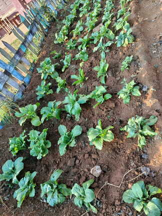 Plantations et élevage