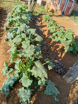 Plantations et élevage