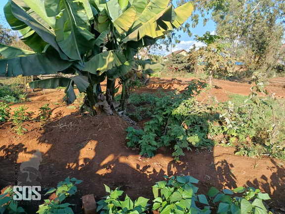 Plantations et élevage