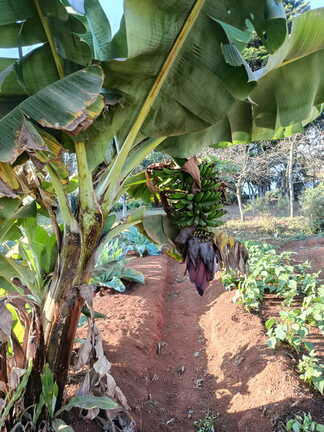 Plantations et élevage