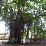 Madagascar