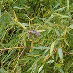 Caméléon