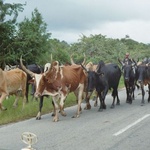 Zébus