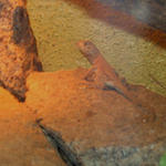  Madagascar