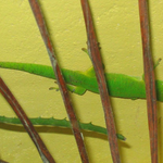  Madagascar