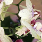 Orchidées