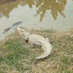 Madagascar