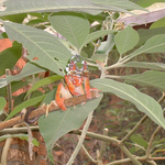 DSCF0153