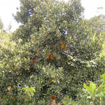 Madagascar