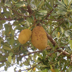 Madagascar