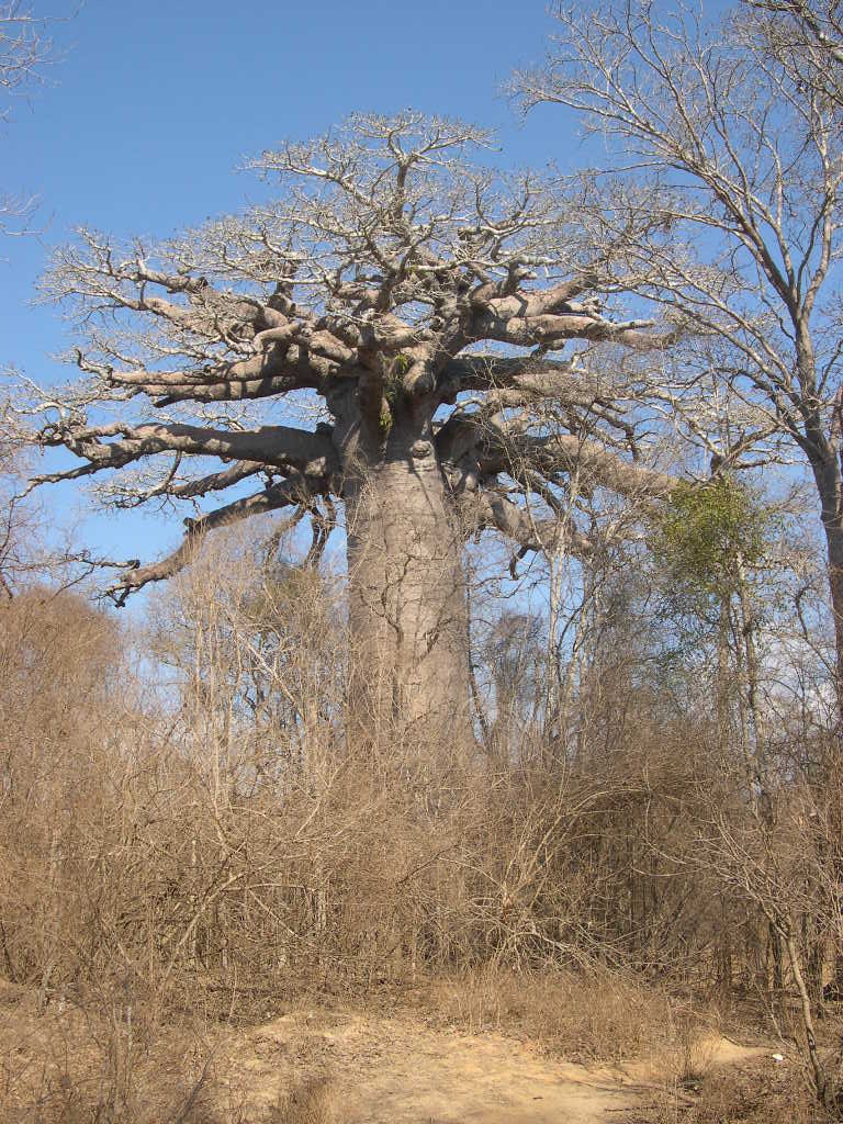 PISTEDEMORONDAVA.jpg