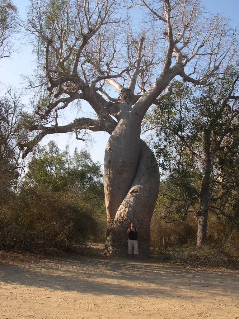PISTEDEMORONDAVA10BAOBABSAMOUREUX.jpg