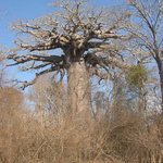 Baobab