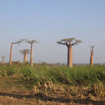 La for&ecirc;t