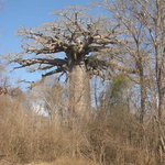 Baobab