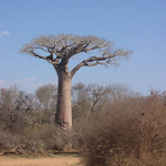 Baobab