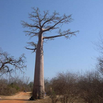 Baobab