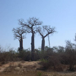 Baobabs