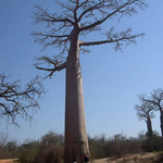 Baobab