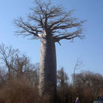 Baobab
