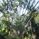 Ravinala