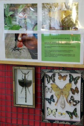 Papillons
