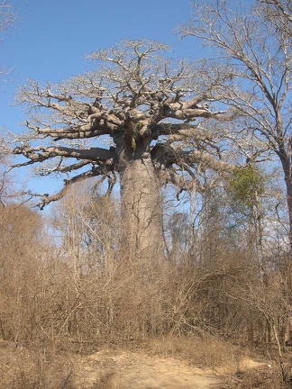 Baobab