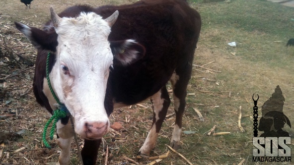 Vache inséminée en 2013